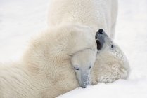 Dois ursos polares — Fotografia de Stock