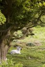 Sheep Lying Under Tree — Stock Photo