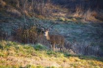 Cervo in piedi sul campo — Foto stock