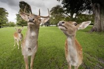 Deer Coming Close To Camera — Stock Photo