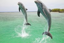 Due delfini tursiopi — Foto stock