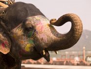 Elephant with colored face — Stock Photo