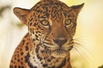 Jaguar portrait outdoors — Stock Photo