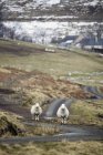 Две овцы стоят на дороге — стоковое фото