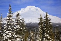 Гора Гуд покрыта снегом — стоковое фото