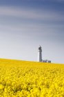 Feld mit gelben Blumen, Leuchtturm — Stockfoto