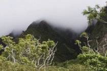 Тропічних лісів, Мауї, Гаваї — стокове фото