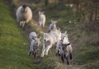 Group Of Lambs Running — Stock Photo