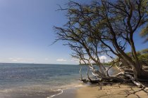 Дерево на пляжі уздовж берегової лінії — стокове фото