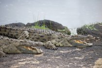 Крокодилы с открытыми челюстями — стоковое фото