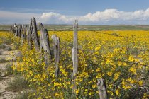 Wildflowers Surround Rustic Barb — Stock Photo