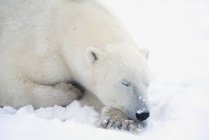 Сон белого медведя — стоковое фото