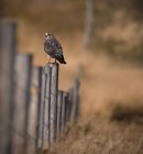 Swainson Hawk sulla recinzione — Foto stock