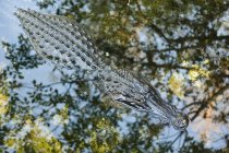 Alligator Resting In Wetland — Stock Photo