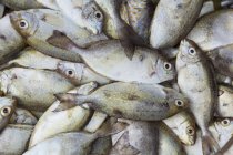 Свіжа риба на ринку риби — стокове фото