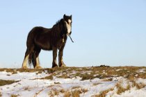 Кінь стоїть на полі — стокове фото