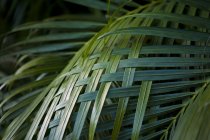 Пальмовых листьев Тканый вместе — стоковое фото