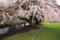 Цветы на деревьях весной — стоковое фото