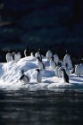 Thick-Billed Murres — Stock Photo