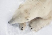Vista del oso polar - foto de stock