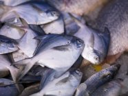 Catturati pesci morti — Foto stock