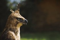 Steppe aigle Oiseau — Photo de stock