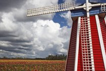 Moulin à vent et champ de tulipes — Photo de stock