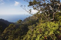 Wanderweg mit tropischer Vegetation — Stockfoto