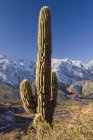 Кактус в Андах; Сальта, Аргентина — стоковое фото