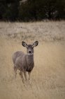 Cervo mulo selvatico — Foto stock
