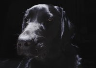 Perro labrador negro - foto de stock