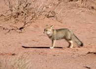 Desert Fox de pie en el suelo - foto de stock