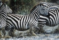 Zebre che schizzano nel fiume — Foto stock