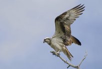 Osprey seduto su Branch — Foto stock