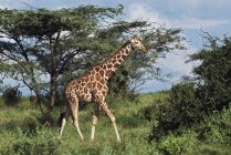 Жираф, идущий в лесу Акация — стоковое фото