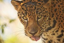 Jaguar guarda la macchina fotografica — Foto stock