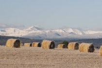 Frosted Hay Bales In Cut Field — Stock Photo