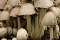 Detalhe de cogumelos brancos — Fotografia de Stock