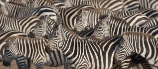 Herd di Zebras uno vicino all'altro — Foto stock