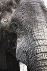 Elefante toro africano - foto de stock