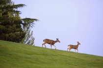 Deer going down over grass — Stock Photo