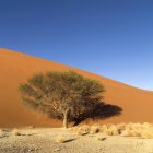 Дерево в пустелі, Намібія — стокове фото