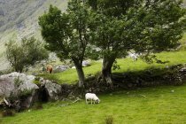 Sheeps Grazing In Valley — Stock Photo