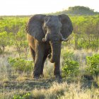 Слон стоїть на траві — стокове фото