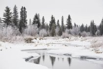 Valle del río cubierto de nieve - foto de stock