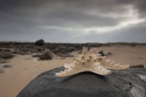Estrella de mar sentada en una roca - foto de stock