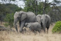 Elefantes en el prado con hierba seca - foto de stock