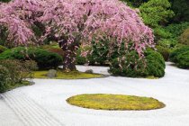 Весенние заморозки в японском саду Портленда — стоковое фото