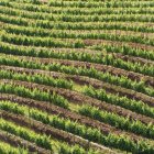 Виноградники в ряд на поле — стоковое фото