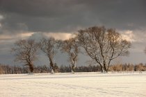 Следы в снегу и деревьях — стоковое фото